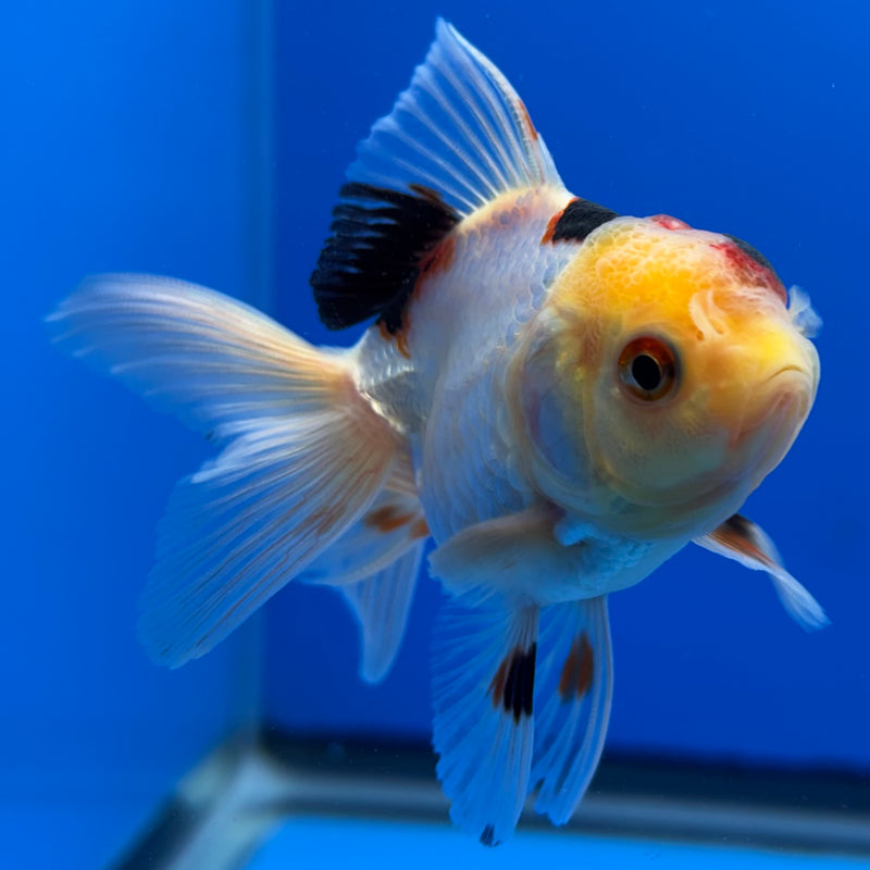 Thai Oranda Lemon Head Tri-Color 2” Body Male(CK-738)R3B21