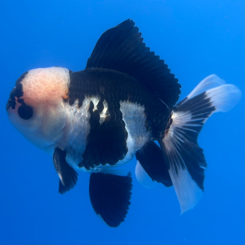 Thai Oranda Panda 3” Body Male(CK-1219)R1A09