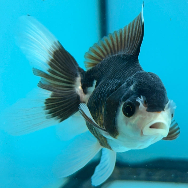 Thai Panda Oranda 2”Body Female (JCD-109)R4B05