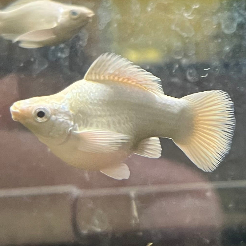 High Grade Platinum Balloon Molly (Poecilia sphenops)