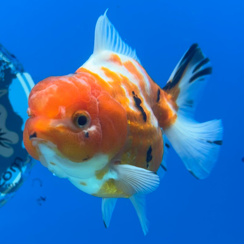Thai Oranda Tri-Color Calico 3.5” Body Male(QGF-CK-1098)SHOWTANK