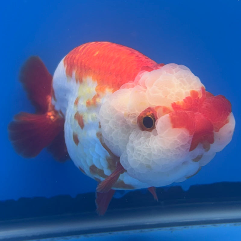 Thai Ranchu Red/White 3.5” Body Male(CK-787)R3A14