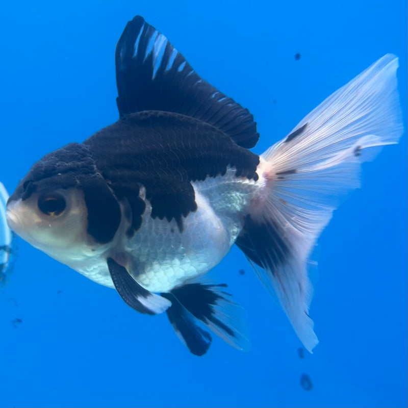 Thai Oranda Panda 3” Body Male(CK-1413)R3A12
