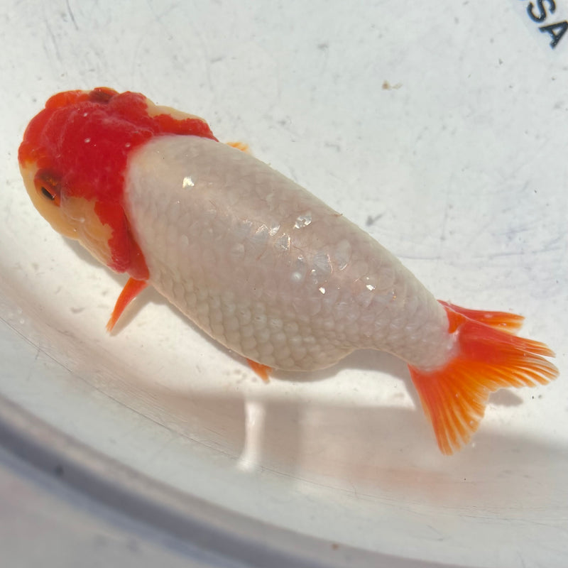 Thai Top View Red Head Ranchu A Grade 3.5” Body Female(CK-883)BLUETUB1