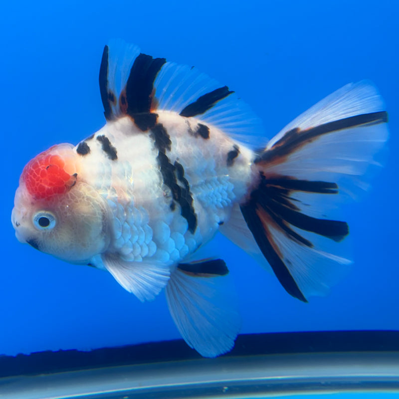 Thai Oranda Tri-Color Calico Tiger 3.5” Body Male(CK-715)R1A06
