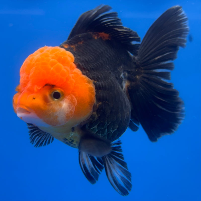 Thai Oranda Apache 3” Body Female(CK-1229)R1B08
