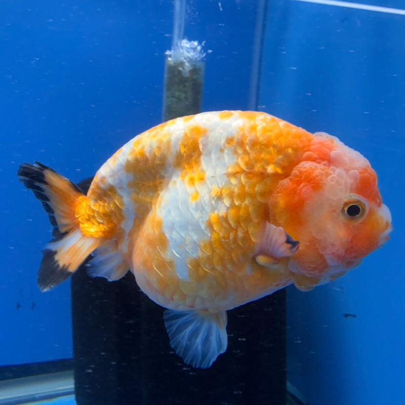 Chinese Ranchu Red & White Calico 3.5in Female (FEB-305)R2A05