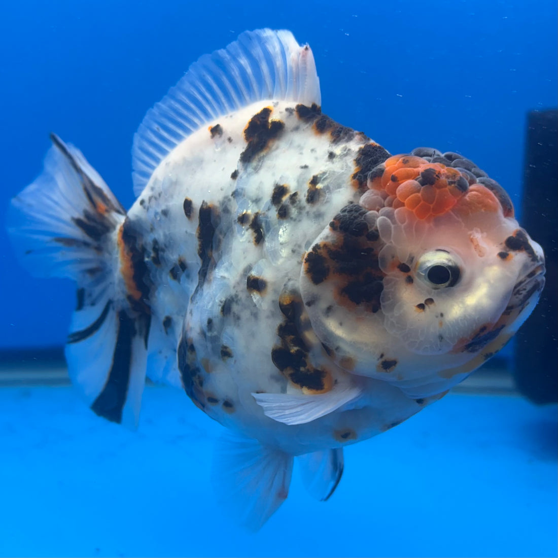 Thai Oranda Tri-Color Tiger 4" Male(NKT-CK-1568)BLUETUB-B