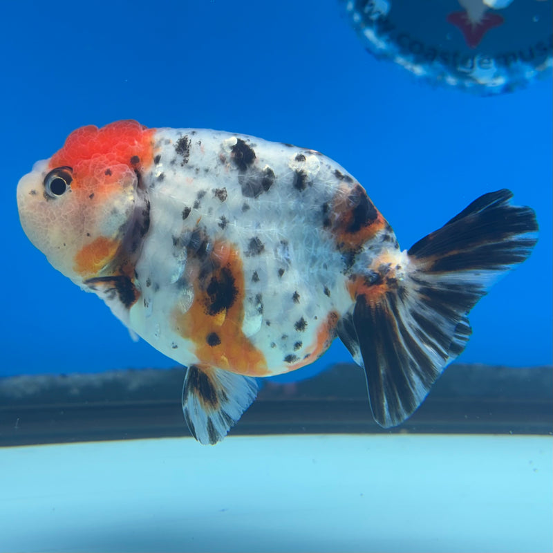 Thai Ranchu Tri-Color Calico 3.5” Body Male(CK-949)R2C03