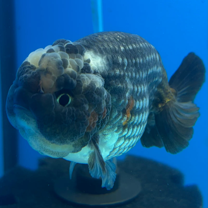Thai Ranchu Steel Blue 3.5" Body Male(CK-897)R1A12