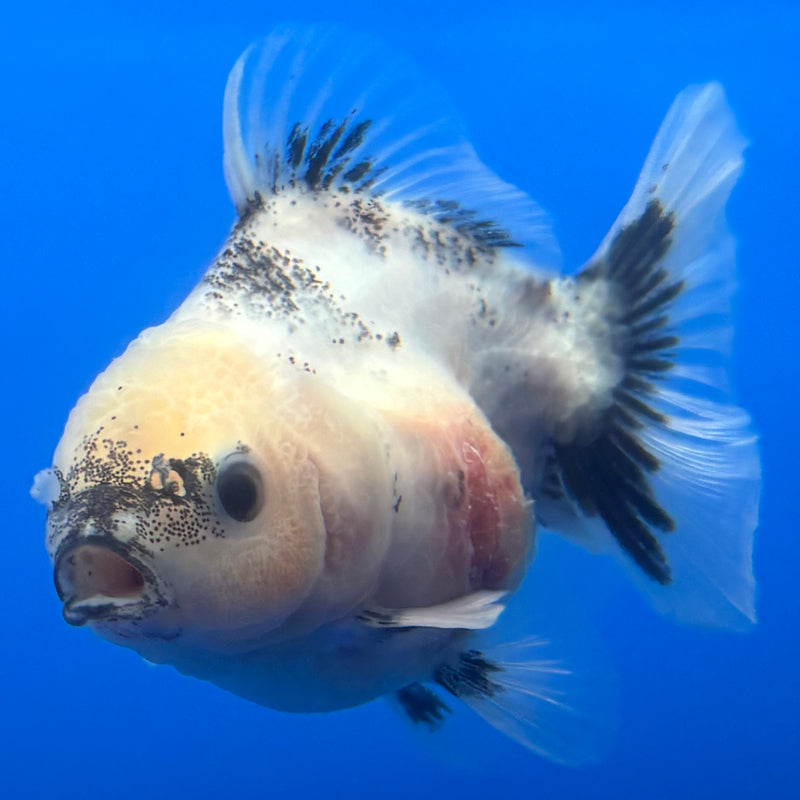 Thai Oranda Panda SHOGUN Calico 2.5” Body Male(CK-717)R1A06
