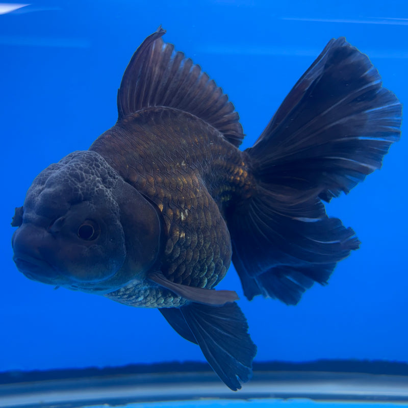 Thai Oranda JUMBO Full Black 4” Body Female(QGF-CK-1343)BLUETUB1