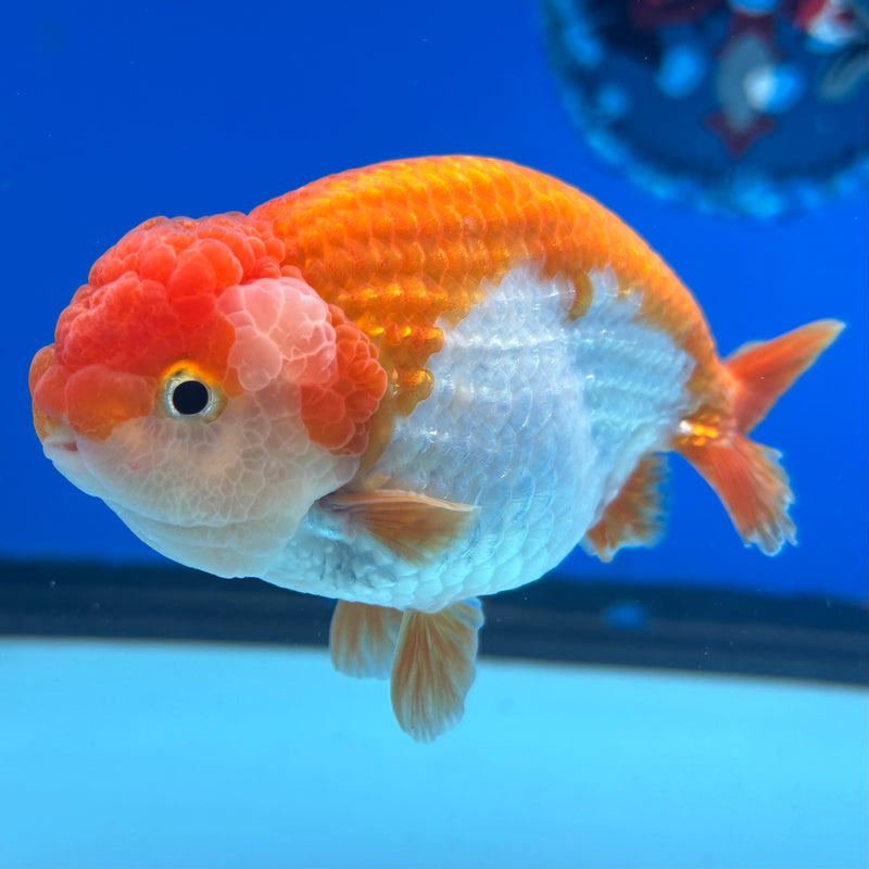 Thai Ranchu Red/White 3.5” Body Male(CK-831)R3A13
