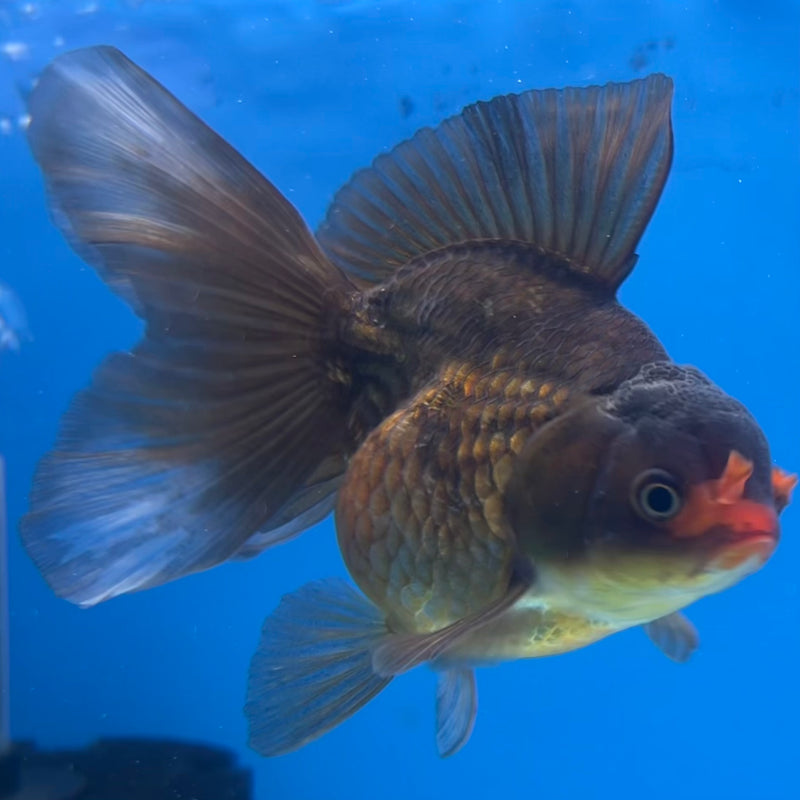 Thai Oranda Black Body Red Cap 3” Body Male(CK-1419)R3A11