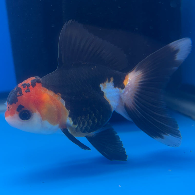 Thai Oranda Apache 2.5” Body Female(CK-1260)R3B11