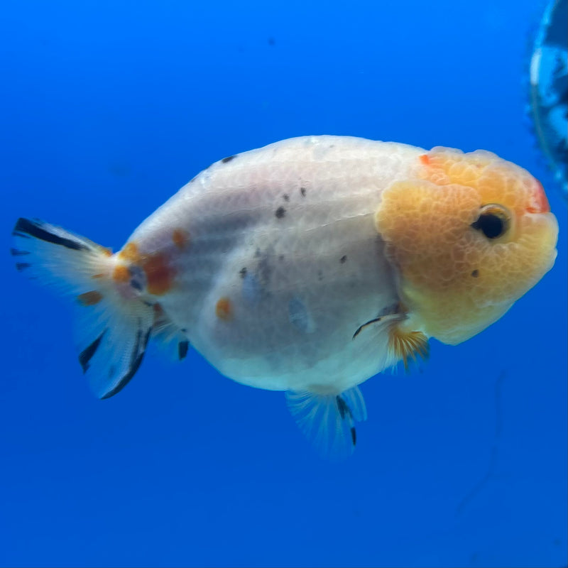 Thai Ranchu Lemon Head Calico 3” Female(CK-1497)R3A13