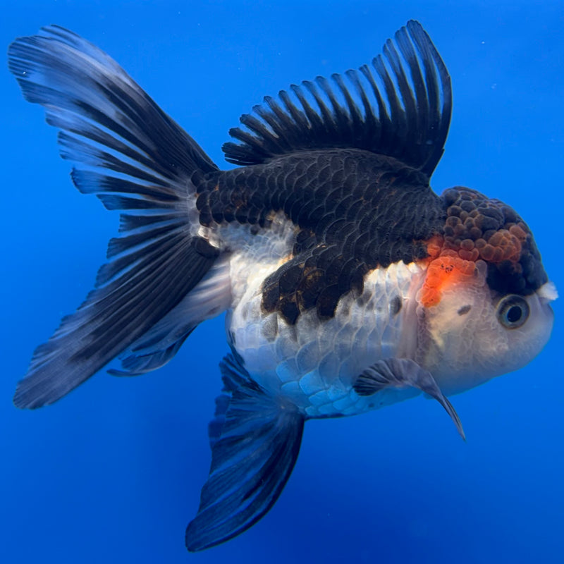 Thai Oranda Tri-Color 3” Body Female(CK-707)R1A05