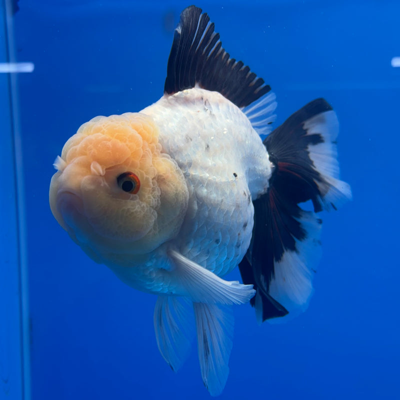 Thai Oranda JUMBO Tri-Color 4.5” Body Male(QGF-CK-1330)BLUETUB1