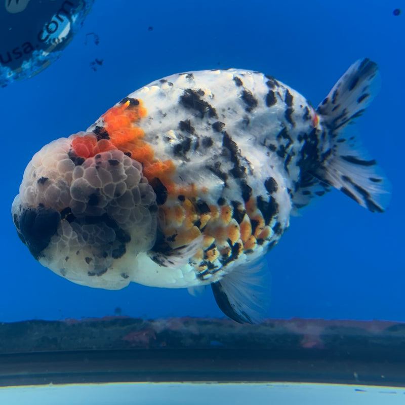 Thai Ranchu JUMBO Calico 4.5” Body Male(BIN-CK-1050)SHOWTANK2