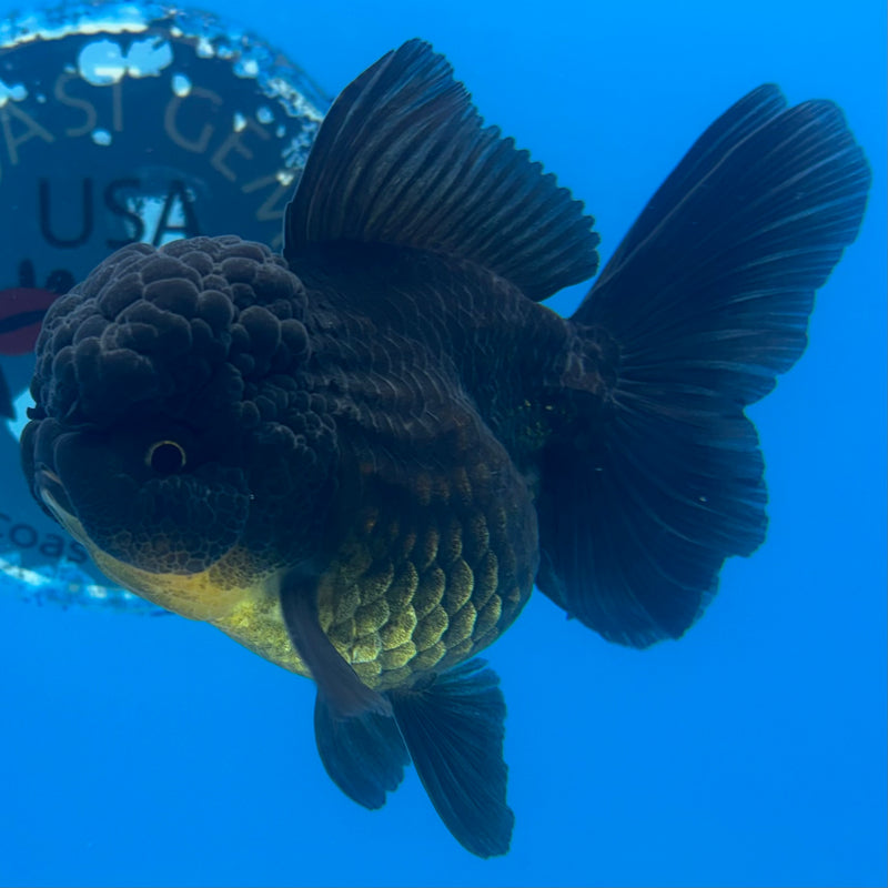 Thai Oranda Full Black 3” Body Female(CK-964)R3B12