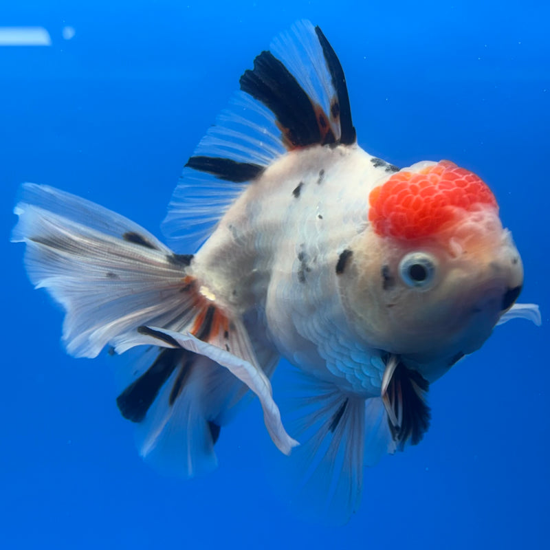 Thai Oranda Tri-Color Calico Tiger 3.5” Body Male(CK-715)R1A06