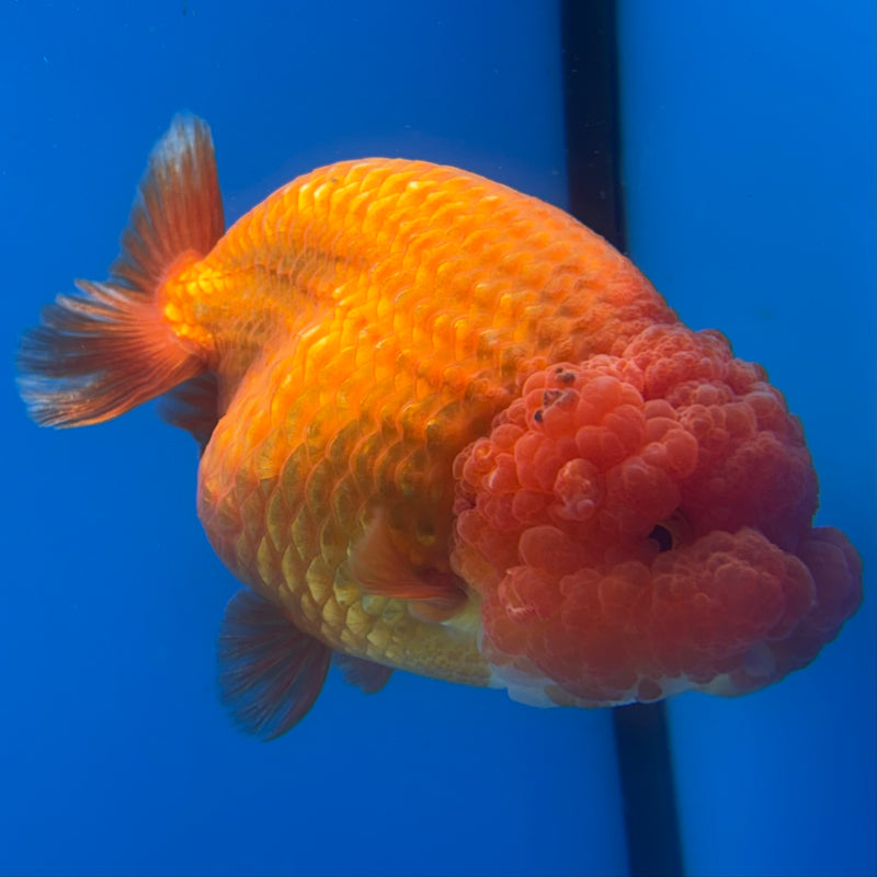 Thai Ranchu JUMBO Full Red 4.5” Body Female(CK-1360)SHOWTANK2