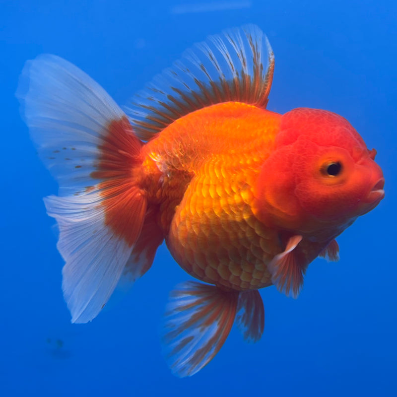 Thai Oranda Red/White 4” Body Female(CK-813)R1A02