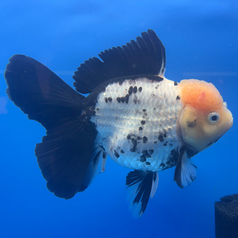 Thai Oranda JUMBO Lemon Head Panda 4.5” Body Female(QGF-CK-1331)BLUETUB1