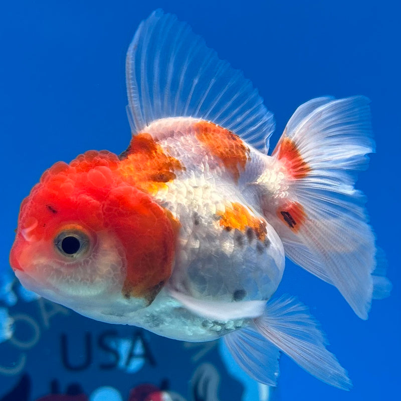Thai Oranda Red/White 2” Body Female(CK-1283)R3B03