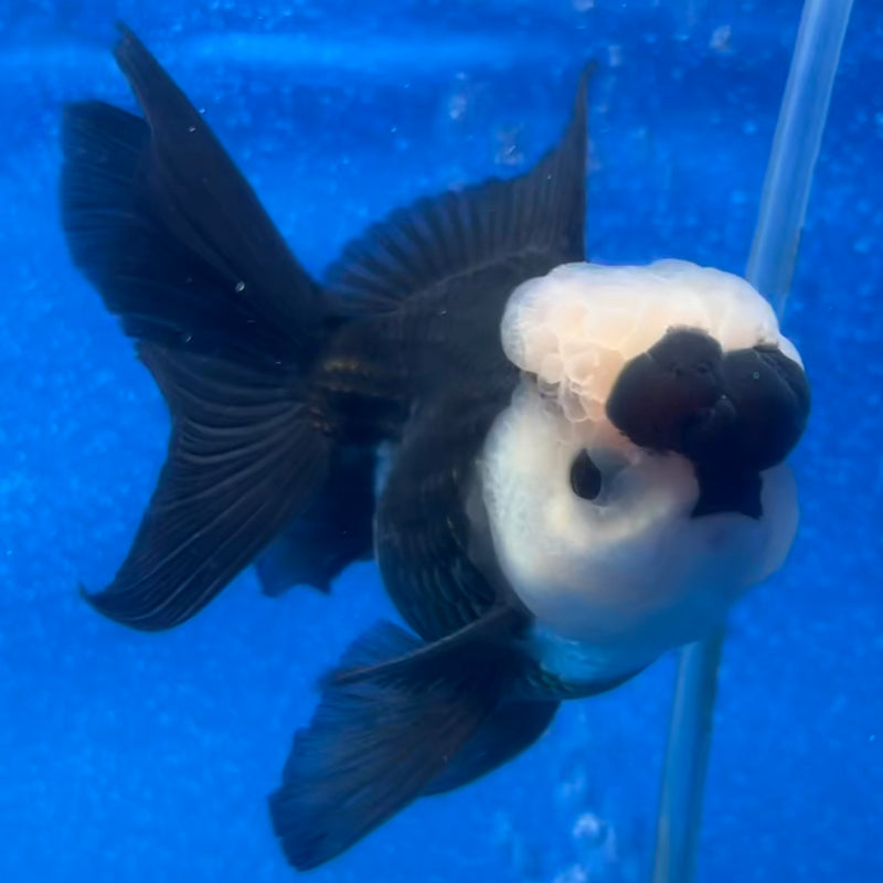Thai Oranda Panda 3” Body Male(CK-1216)R1A09