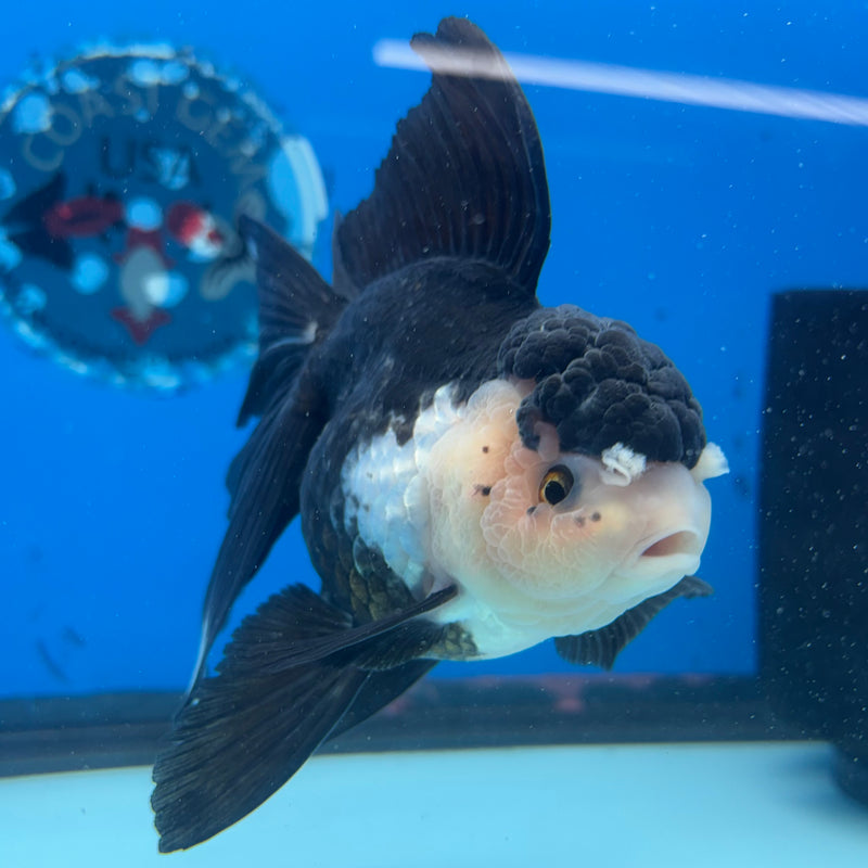 Thai Oranda Panda 3.5” Body Female(CK-1504)R2A03