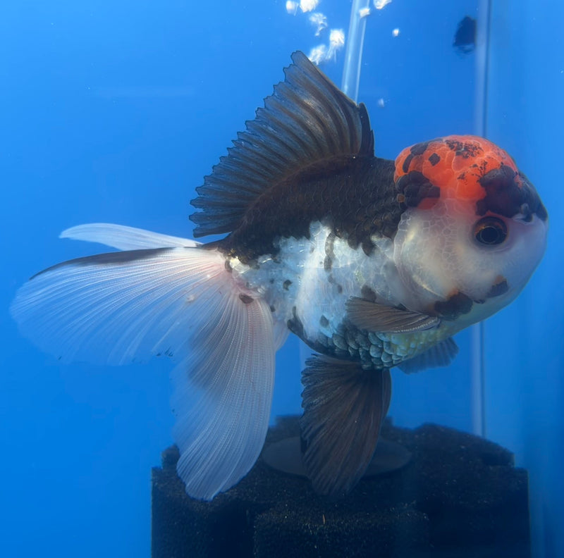 Thai Oranda Tri-Color 3.5” Body Male(CK-653)R1A12