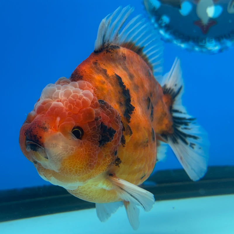 Thai Oranda Calico Tiger 3.5” Body Male(CK-1516)BLUETUB-D