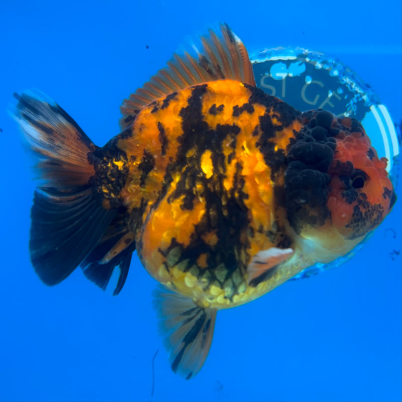 Thai Oranda Calico Tiger 3.5” Body Female(CK-1513)BLUETUB-D