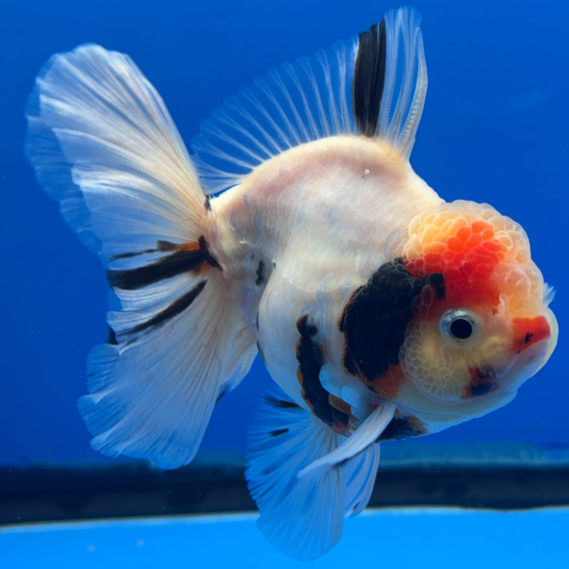 Thai Oranda Tri-Color Tiger Calico 3” Body Male(CK-618)R1B02