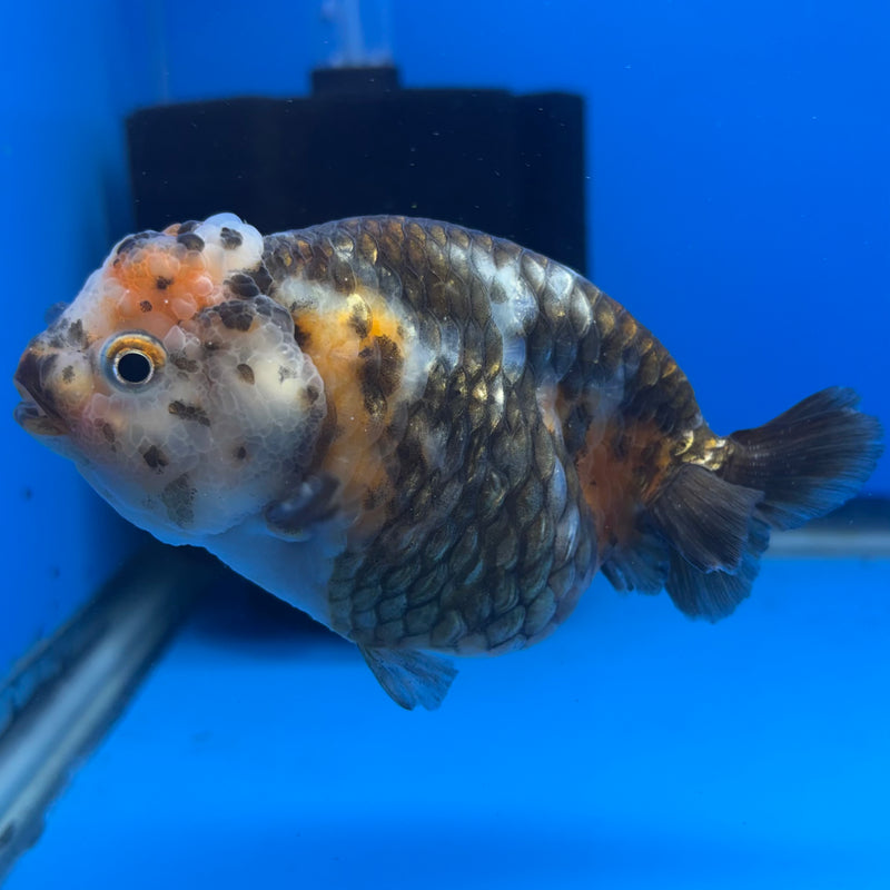 Chinese Ranchu Calico 4” Body Female(CK-1465)R2A09