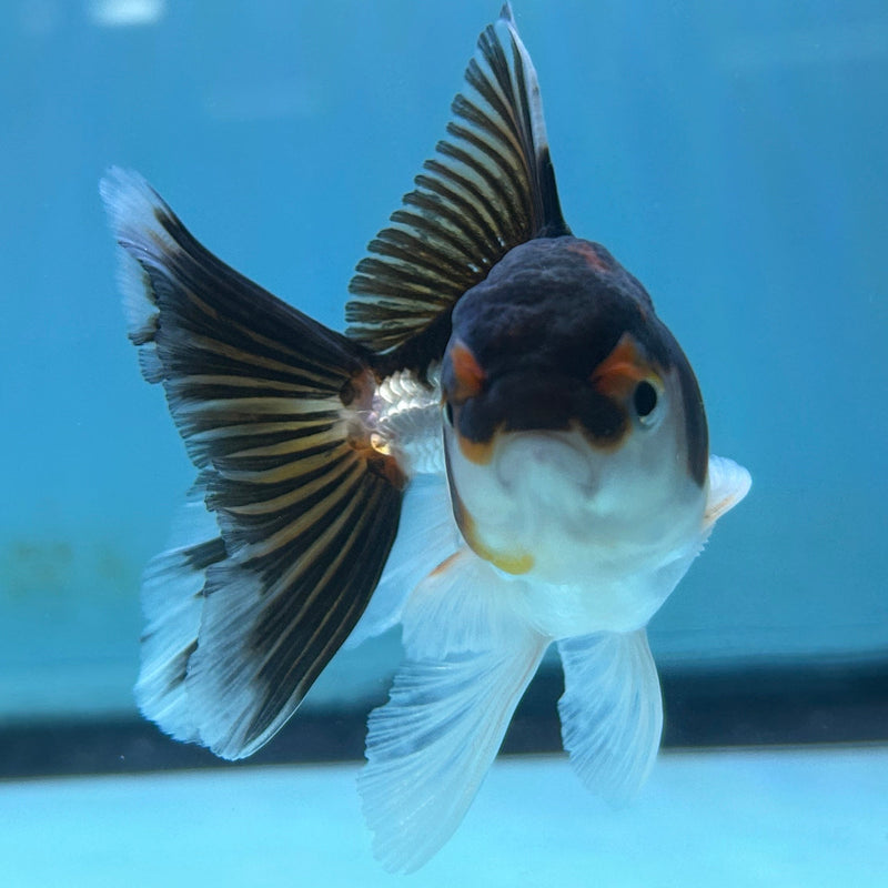 Thai Panda Oranda 2.5“ Body Male (JCD-151)R4C06