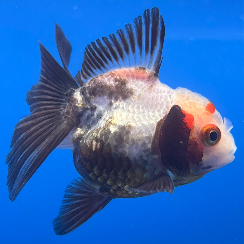 Thai Oranda Tri-Color 2.5” Body Female(CK-1237)R3B12