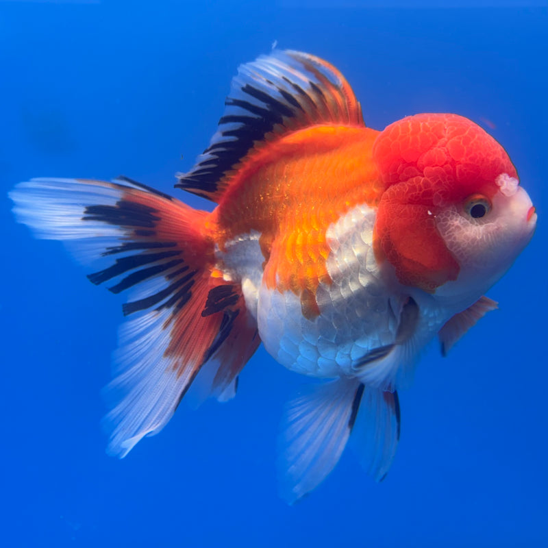 Thai Oranda Apache 3.5” Body Female(CK-794)R1B04