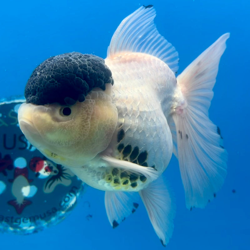 Thai Oranda AA Quality Panda  4” Body Female(CK-1107)SHOWTANK2