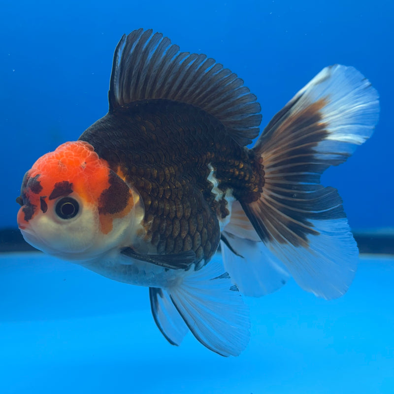 Thai Oranda Tri-Color 3” Body Male(CK-839)R3B20