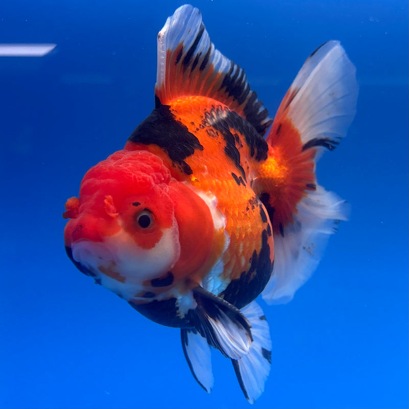 Thai Oranda JUMBO Apache 4” Body Male(QGF-CK-1324)BLUETUB1