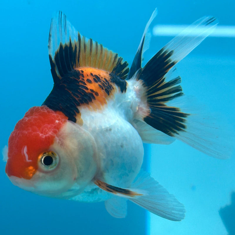 Thai Tri-Color Oranda 2.5”Body Female (JCD-087)R4B07