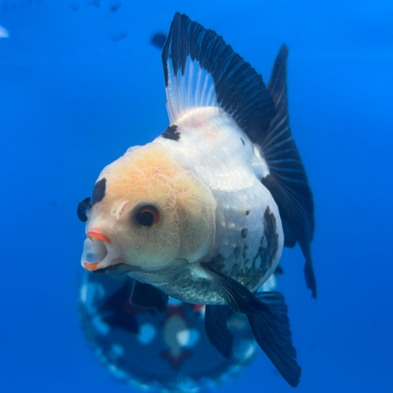 Thai Oranda Panda 3” Body Male(CK-1458)SHOWTANK2