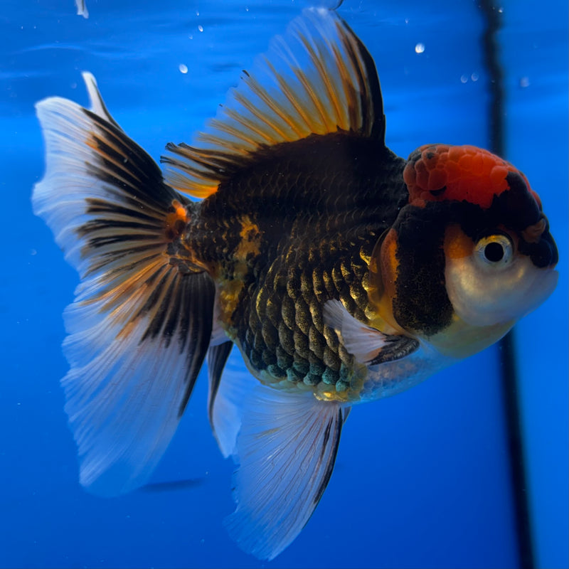 Thai Oranda Apache 3.5” Body Female(CK-932)R1BLUETUB4