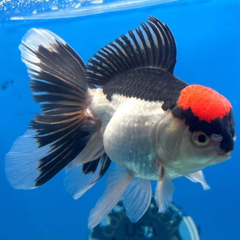 Thai Oranda Tri-Color 3.5” Body Male(CK-927)R1BLUETUB4