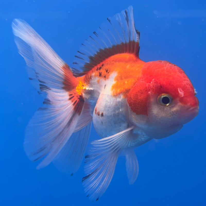 Thai Oranda Tri-Color 2.5” Body Male(CK-1005)R3B18