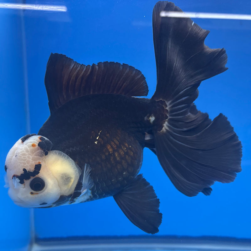 Thai Oranda NOK AA Medium Breed Peacock Tail Panda 5.5” Body Female(CK-804)R1A08