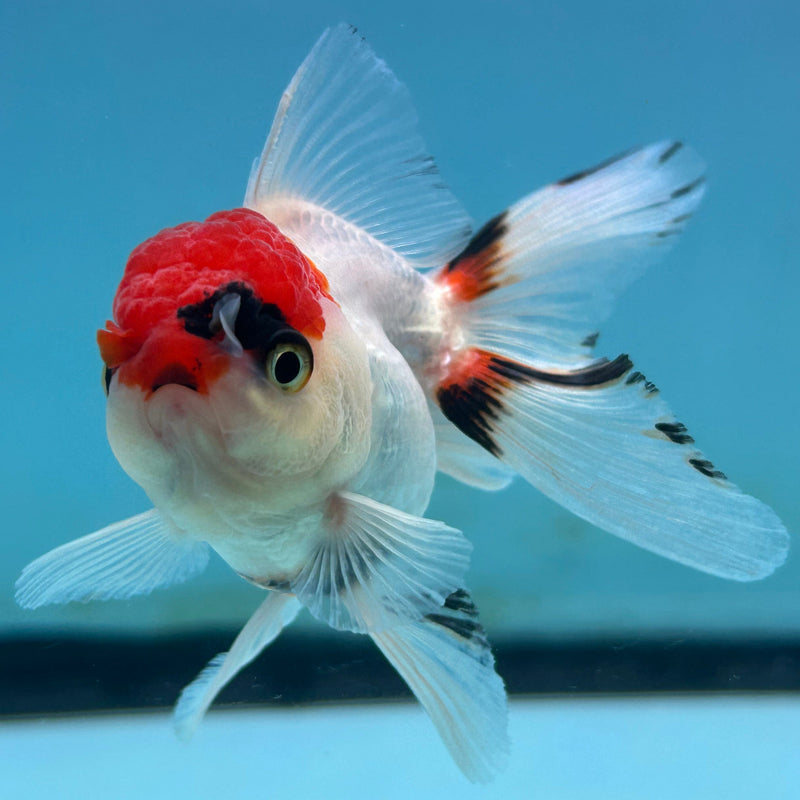 Thai Tri-Color Oranda 2“ Body Female (JCD-138)R4B10