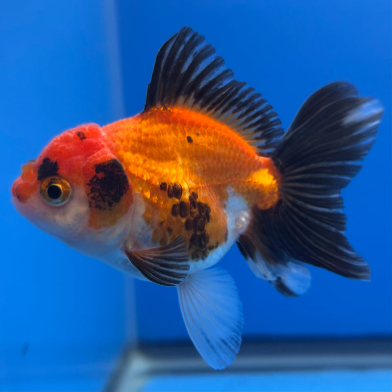 Thai Oranda Apache 2.5” Body Female(CK-1244)R3B10